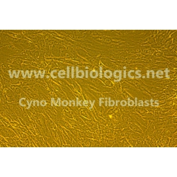 Cynomolgus Monkey Primary Kidney Fibroblasts